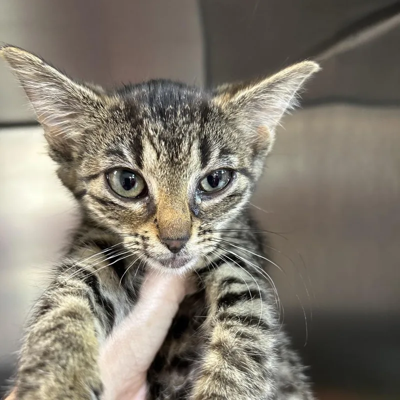 A baby small-sized female Brown / Chocolate Domestic Short Hair cat named Baby for adoption in Leander, TX