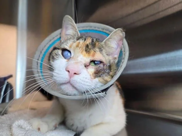 An adult medium-sized female Domestic Short Hair cat named Patootie for adoption in Millersville, MD