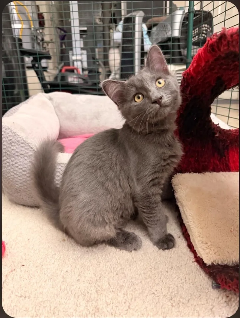 A young medium-sized female Gray / Blue / Silver Domestic Short Hair cat named Tornado for adoption in Mission Viejo, CA