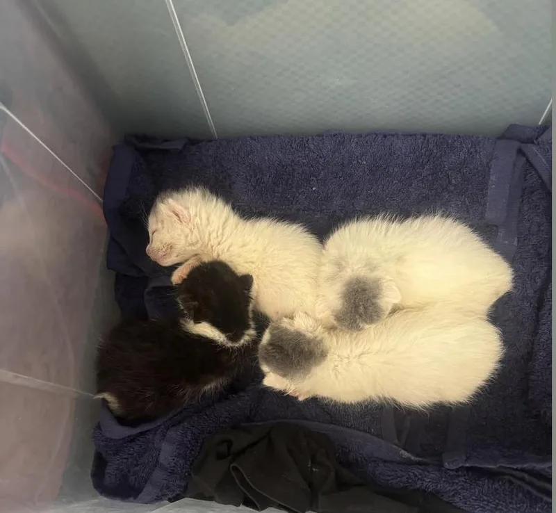 A baby small-sized male Gray & White Domestic Short Hair cat named Stamford Bottle Baby: Cove for adoption in Warren, CT