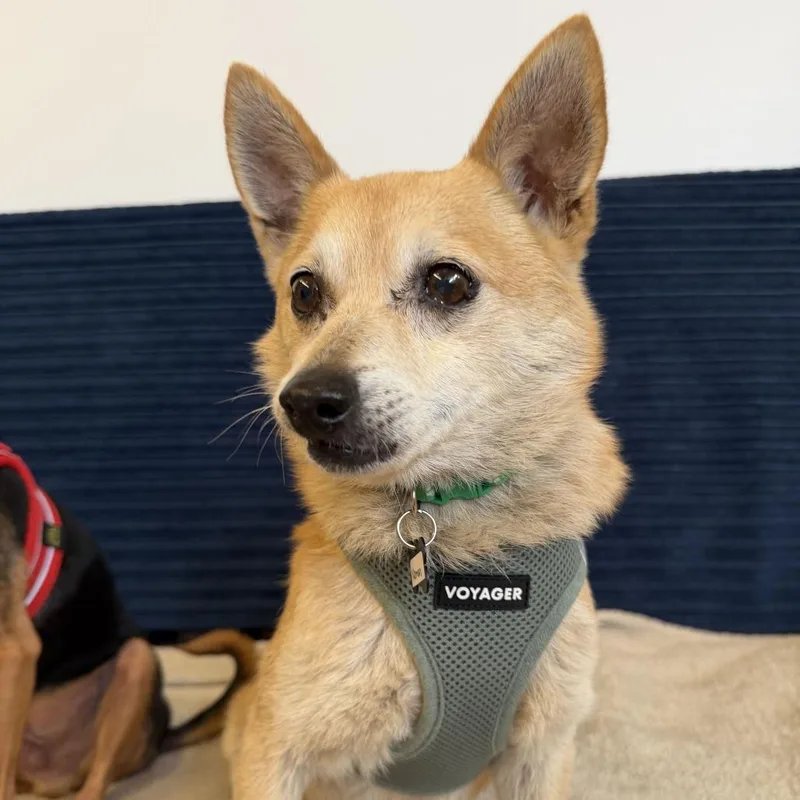 A senior small-sized male Pomeranian dog named Norman for adoption in San Francisco, CA