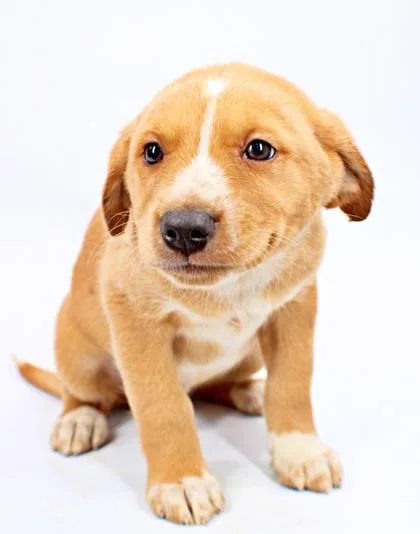 A baby medium-sized male Australian Shepherd dog named Buster for adoption in Morton Grove, IL