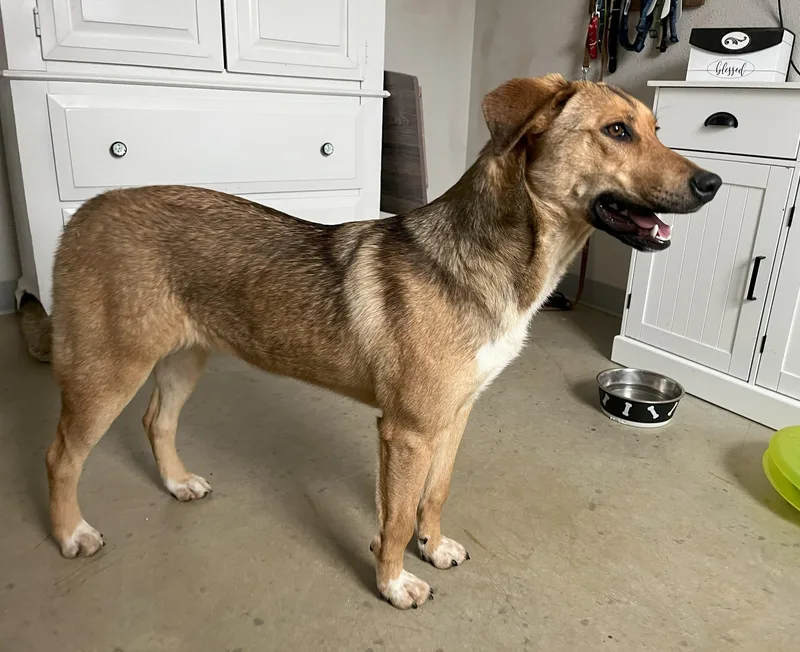 A young large-sized female German Shepherd Dog dog named Venus for adoption in Melbourne, AR