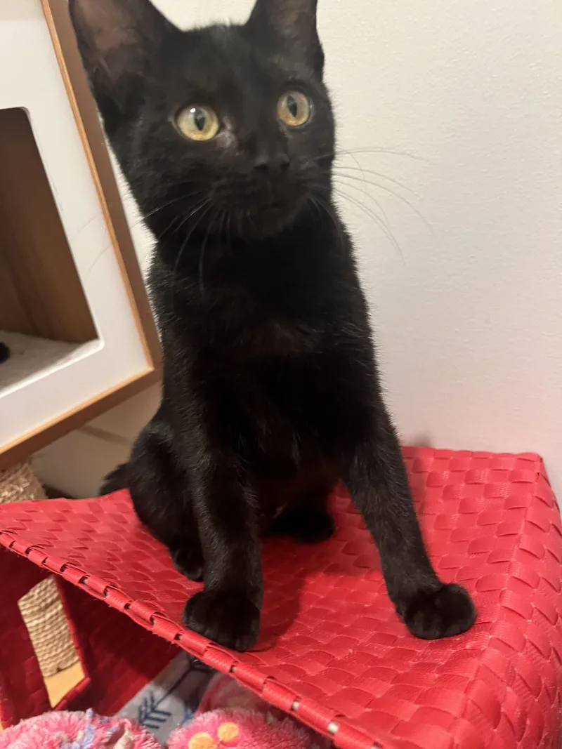 A young medium-sized female Black Domestic Short Hair cat named Raven for adoption in Columbia, MO