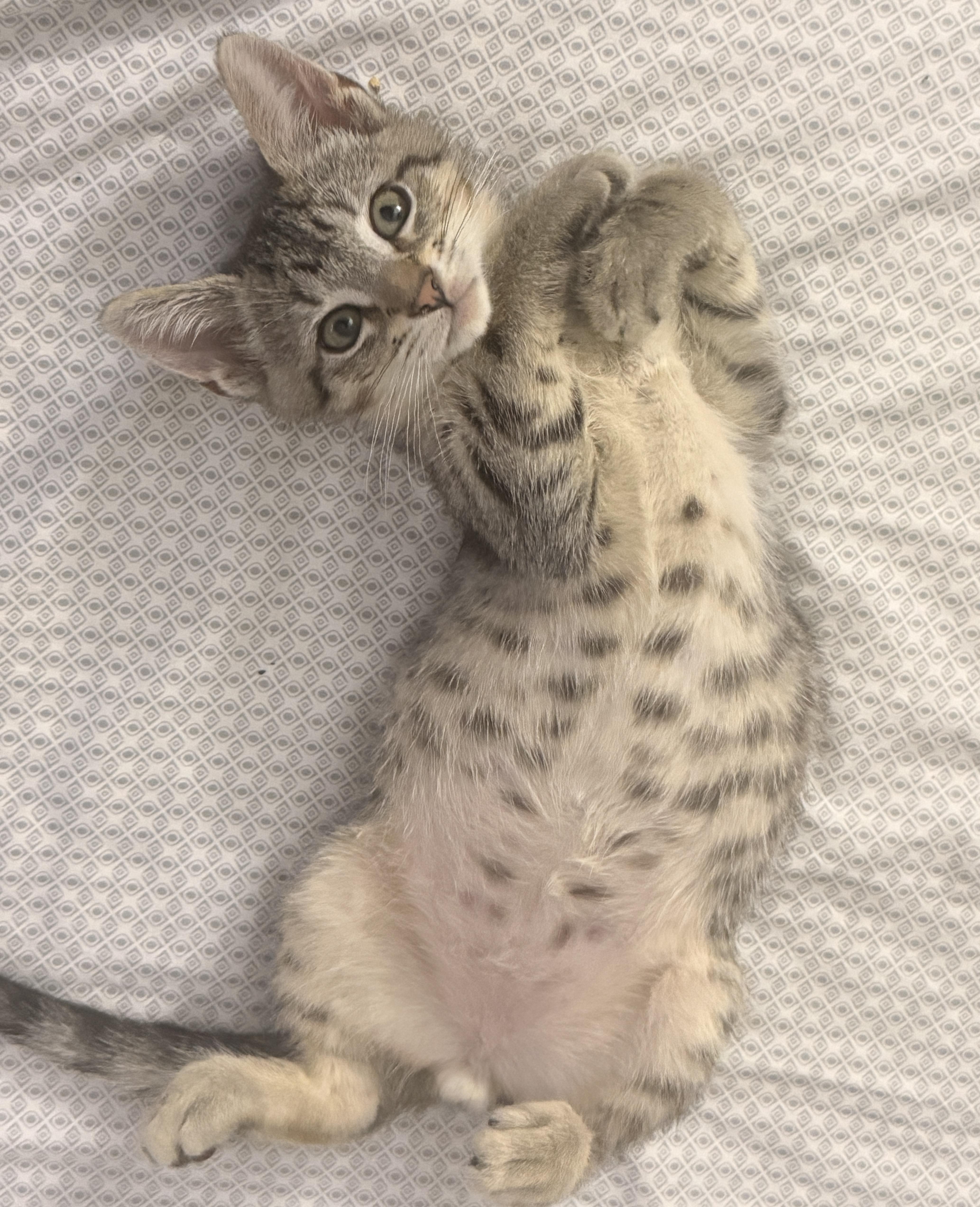 A baby small-sized female Tabby (Brown / Chocolate) Domestic Short Hair cat named Mango for adoption in Brooklyn, NY
