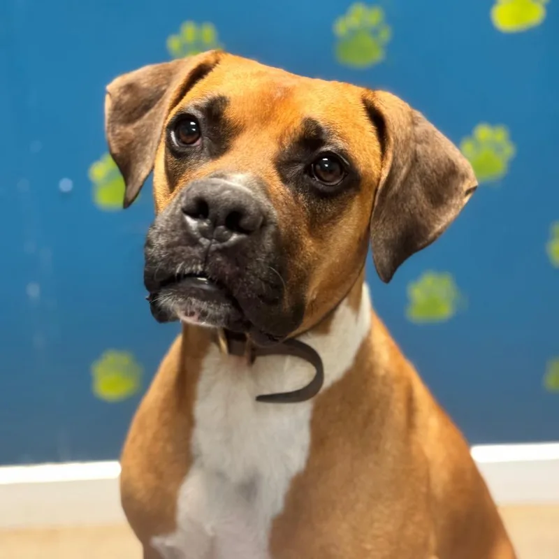 An adult large-sized male Brown / Chocolate Boxer dog named Rocky Roller for adoption in Pekin, IL