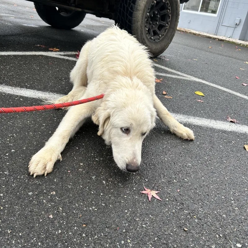 An adult medium-sized male Great Pyrenees dog named PERSStray Dirgie Mine for adoption in Roxboro, NC