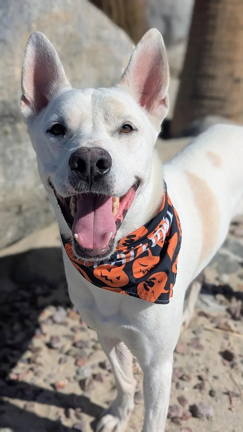 A young large-sized male White / Cream Shepherd dog named Solider for adoption in Ferndale, WA