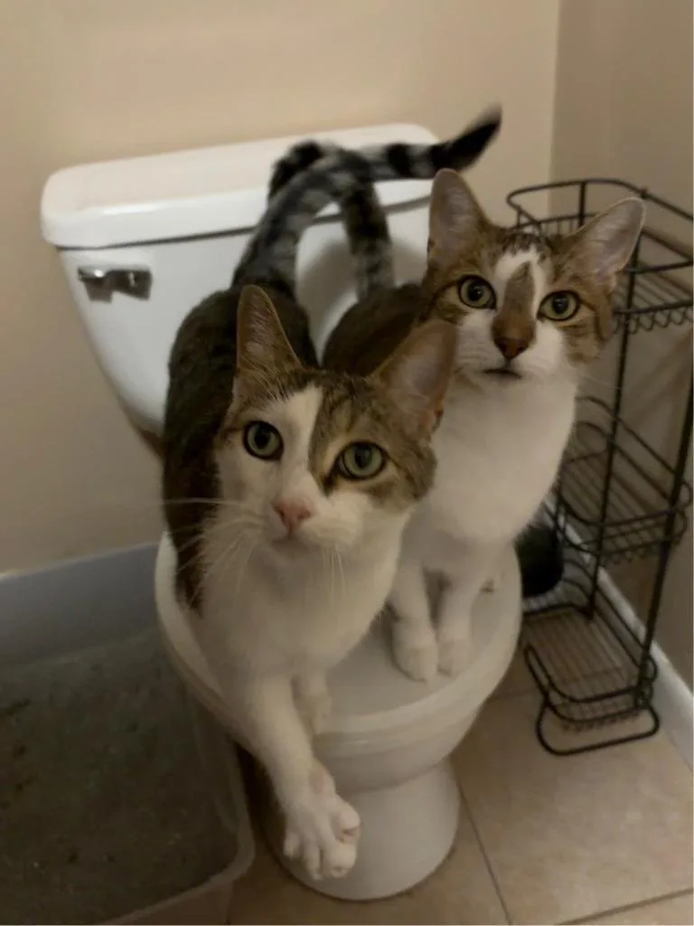 An adult small-sized male Domestic Short Hair cat named Romeo & Chipmunk for adoption in LIberty, NY