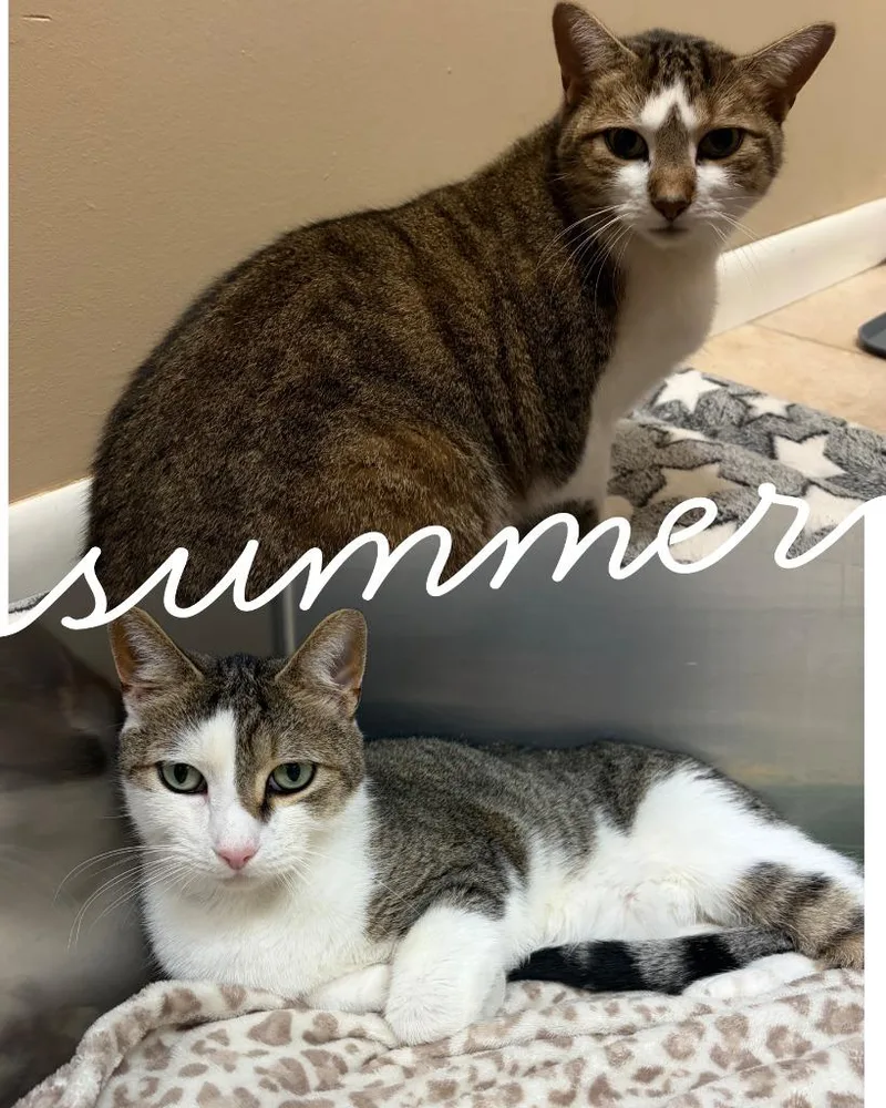 Romeo & Chipmunk thumbnail 2