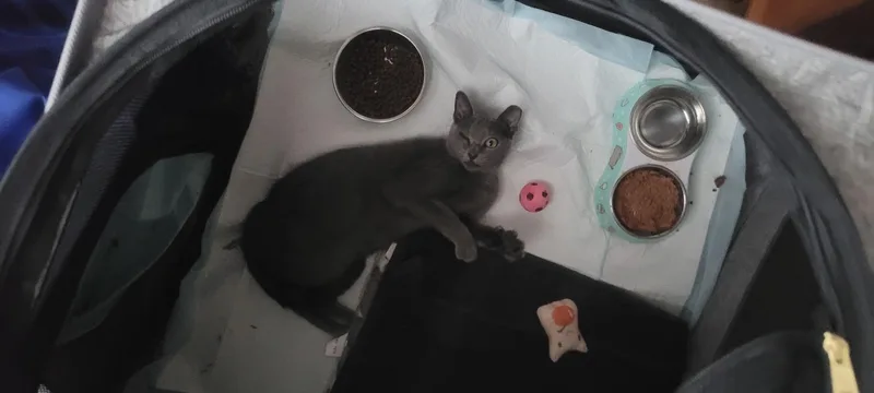 A baby medium-sized female Gray / Blue / Silver Domestic Short Hair cat named Gracie for adoption in Delray Beach, FL