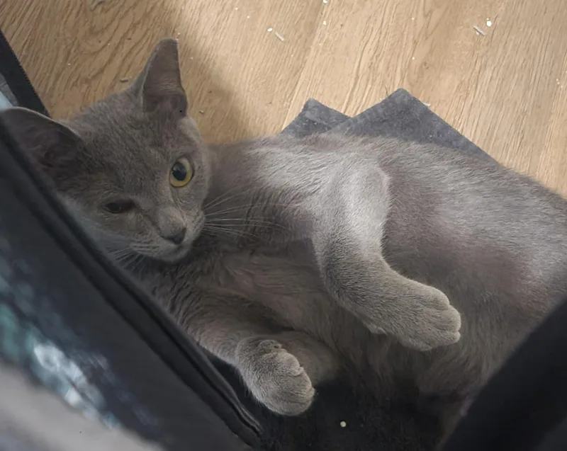 Gracie thumbnail 3