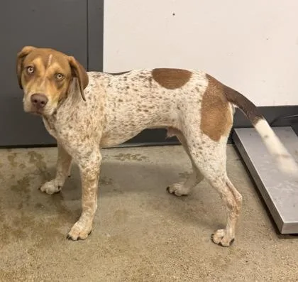 A baby medium-sized male Brown / Chocolate Coonhound dog named Scout for adoption in Cleveland, OH
