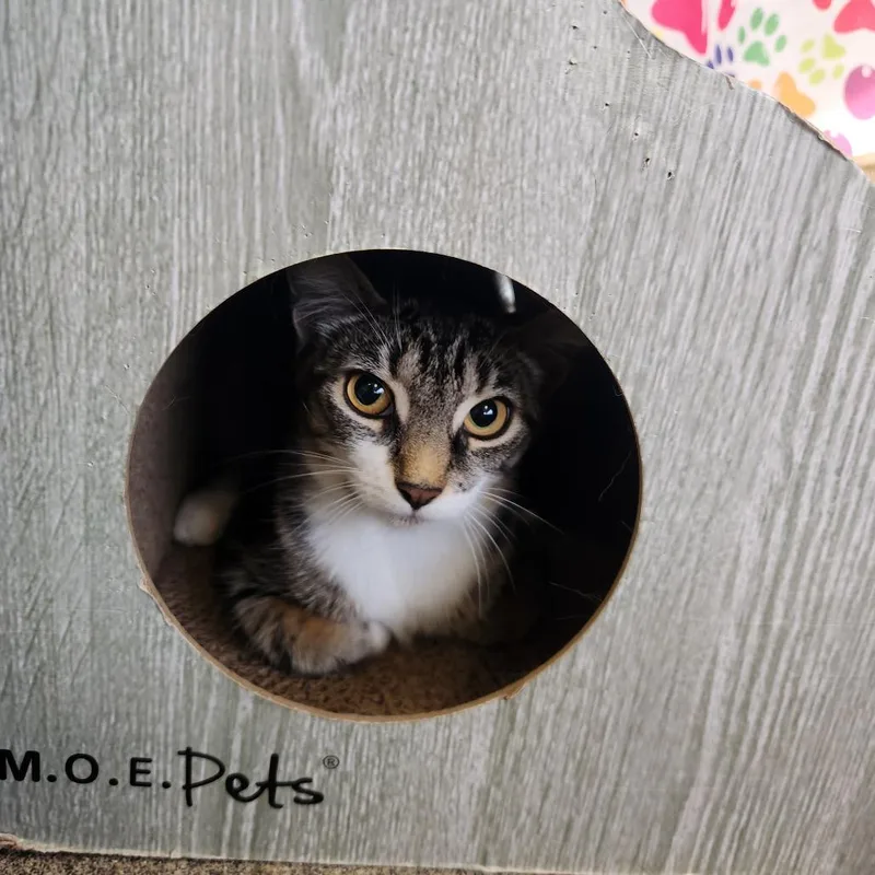 A baby small-sized female Brown / Chocolate Domestic Short Hair cat named Sangria for adoption in Brockton, MA