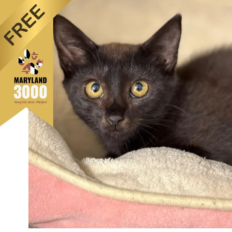 A baby small-sized male Black Domestic Short Hair cat named Acadia for adoption in Ridgely, MD