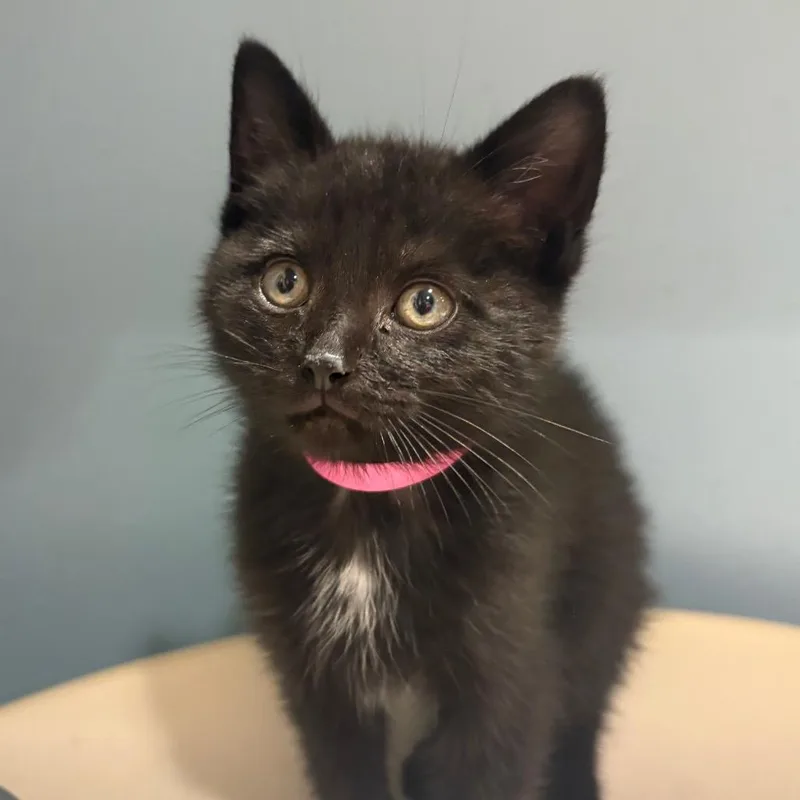 A baby small-sized female Black Domestic Short Hair cat named Flora for adoption in Chattanooga, TN