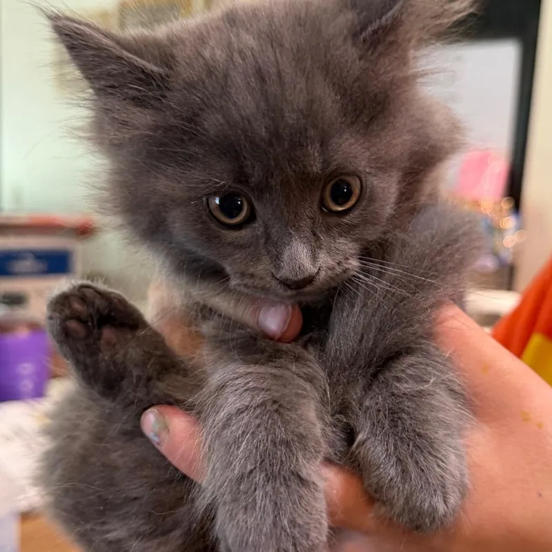 A baby small-sized male Gray / Blue / Silver Domestic Long Hair cat named Ridge for adoption in Klamath Falls, OR