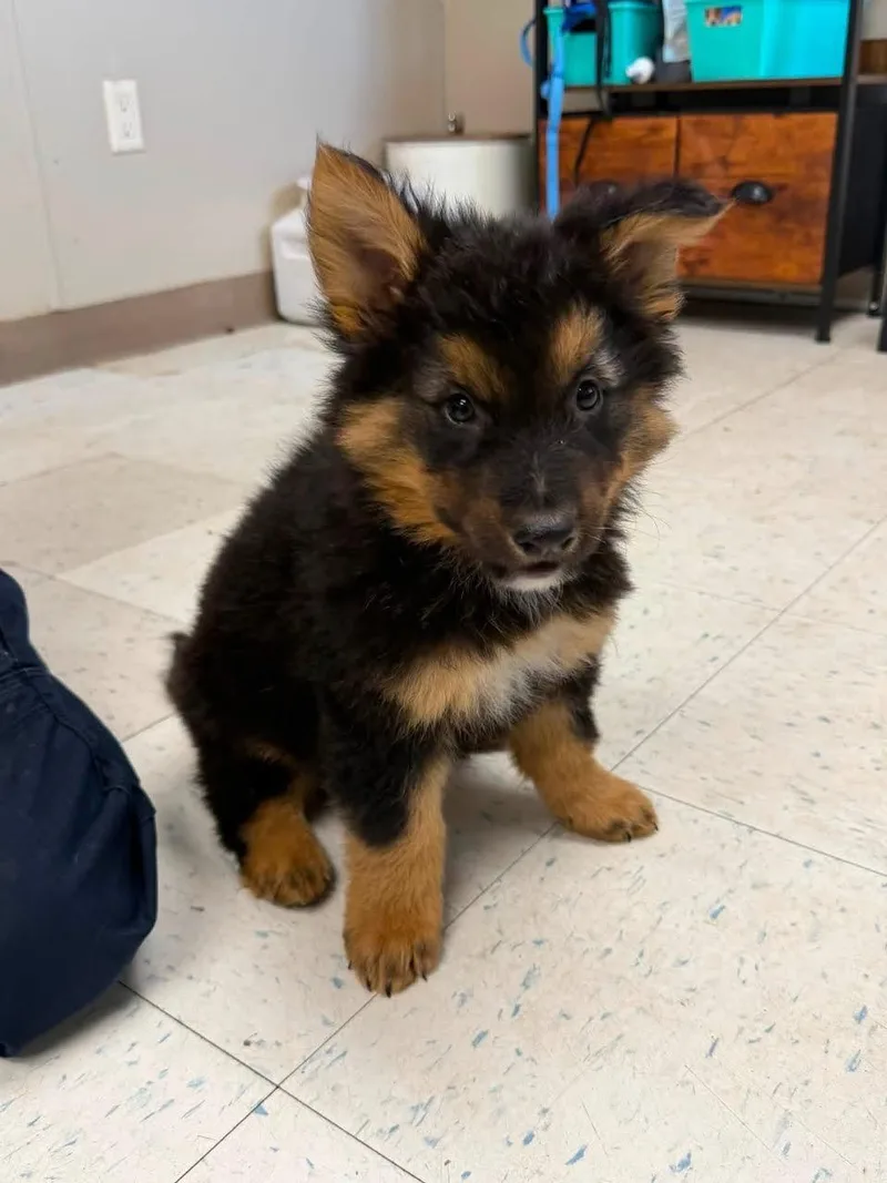 A baby small-sized male Tricolor (Brown, Black, & White) Bernese Mountain Dog dog named Grumpy Bear for adoption in Oakdale, CA