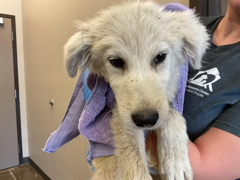 A baby medium-sized male Great Pyrenees dog named Chase for adoption in Ontario, CA