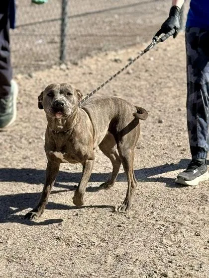 Scrambled Eggs thumbnail 2