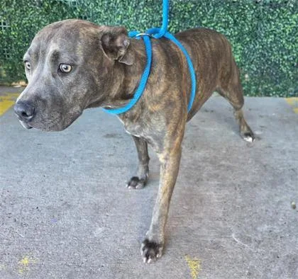 Scrambled Eggs thumbnail 3