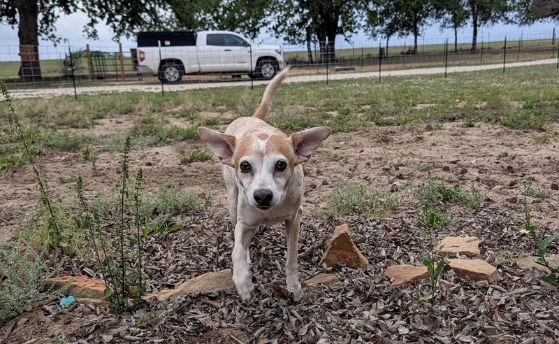 An adult medium-sized female Bicolor Jack Russell Terrier dog named Lyric for adoption in San Antonio, TX