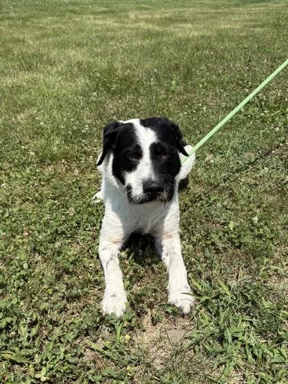 An adult medium-sized male Mixed Breed dog named Mr.Smith for adoption in Columbus, IN