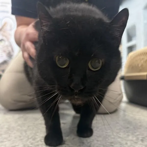 A senior medium-sized female Domestic Short Hair cat named Luna Bonded Buddy for adoption in Des Moines, IA
