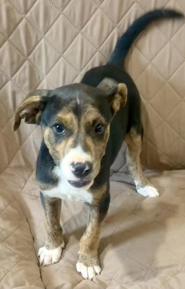 A baby medium-sized male Terrier dog named Abbott  brother to for adoption in Horn Lake, MS