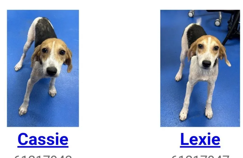 Lexie