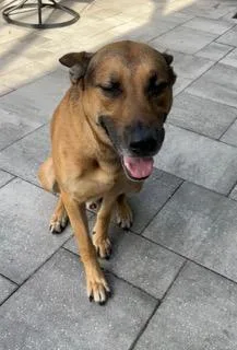 An adult medium-sized male Yellow / Tan / Blond / Fawn German Shepherd Dog dog named Meko for adoption in Longwood, FL