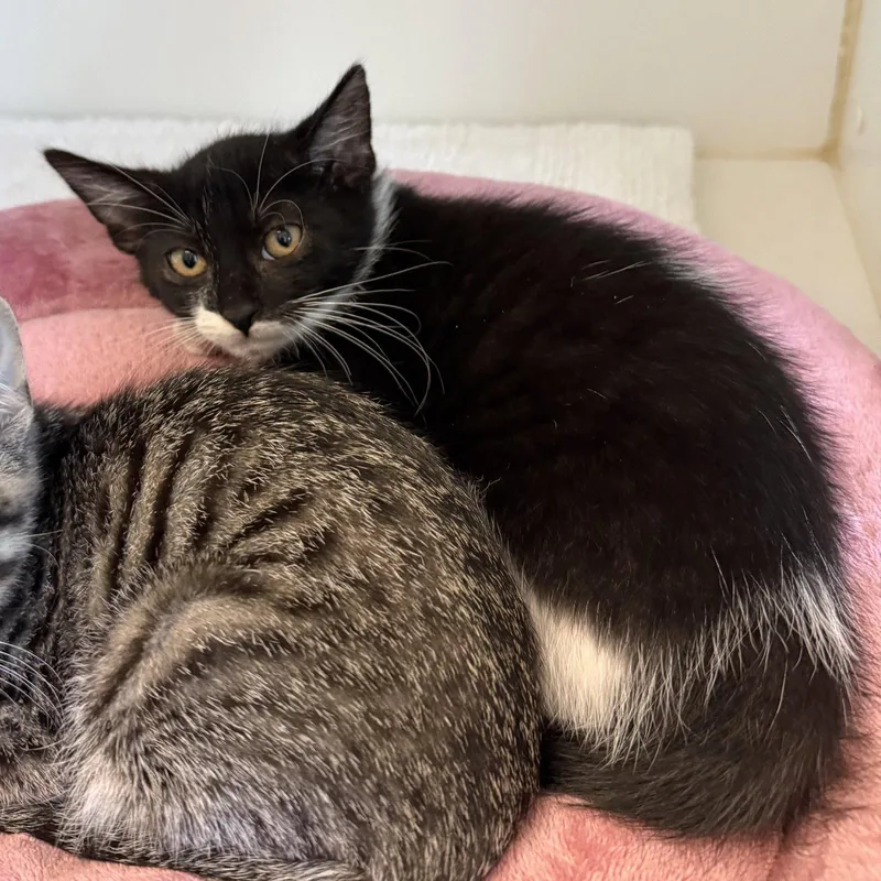 A baby small-sized female Black Domestic Short Hair cat named Brioche for adoption in Oakland, CA