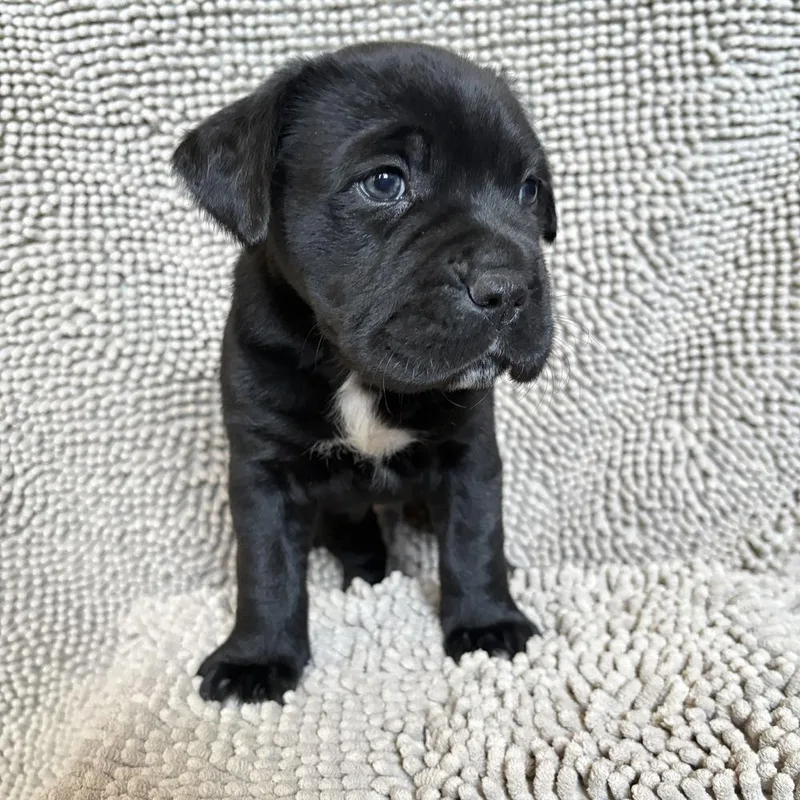 A baby large-sized male Black Labrador Retriever dog named Tanky for adoption in Pleasant Hill, CA