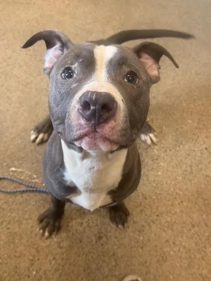 A baby medium-sized male Gray / Blue / Silver Pit Bull Terrier dog named Krayon for adoption in Cleveland, OH