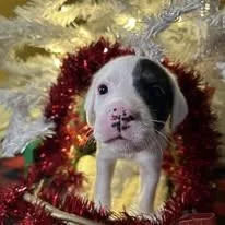 Jelly Roll thumbnail 2