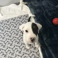 Jelly Roll thumbnail 3