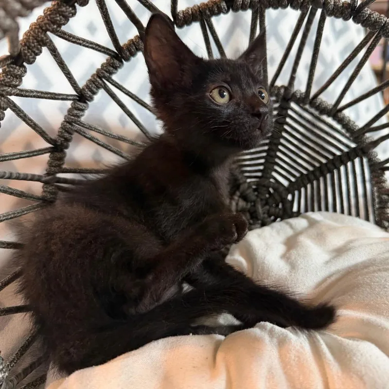 A baby small-sized male Black Domestic Short Hair cat named Spunky for adoption in Flower Mound, TX
