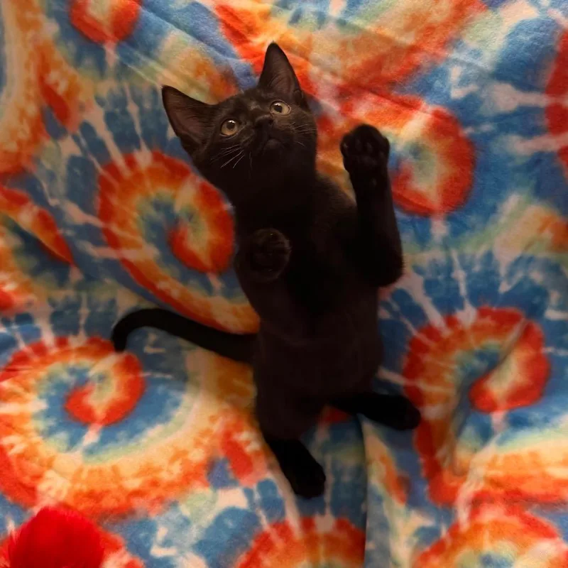 Spunky thumbnail 4
