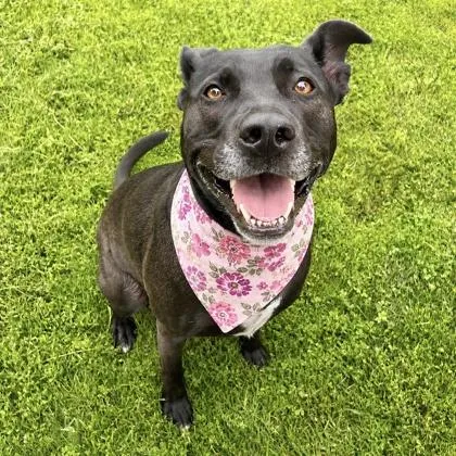 An adult large-sized female Labrador Retriever dog named Leia for adoption in Merriam, KS