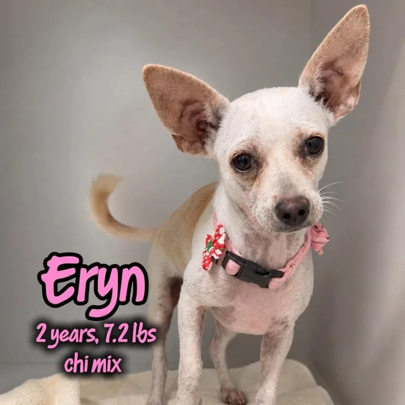 An adult small-sized female Yellow / Tan / Blond / Fawn Chihuahua dog named Eryn for adoption in Tampa, FL
