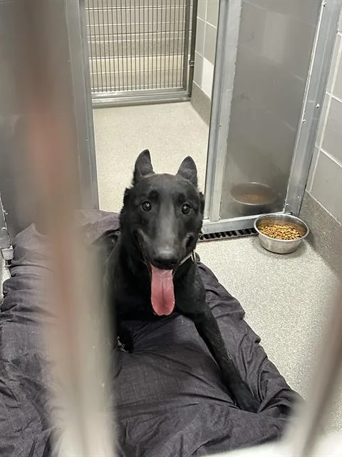 An adult large-sized male Belgian Shepherd / Malinois dog named Morgan for adoption in Las Vegas, NV