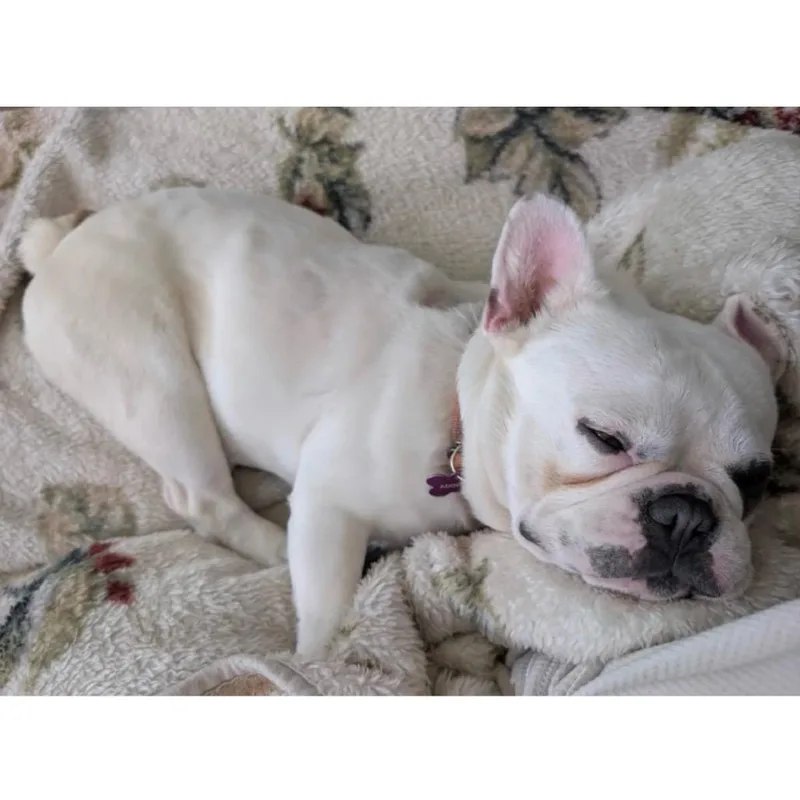 An adult small-sized female French Bulldog dog named Mahout for adoption in Crystal, MN