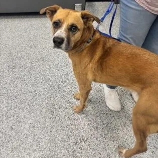A senior medium-sized male Brown / Chocolate Mixed Breed dog named Duncan for adoption in Converse, TX