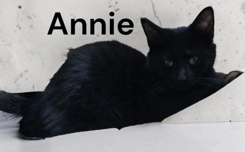 Annie thumbnail 2