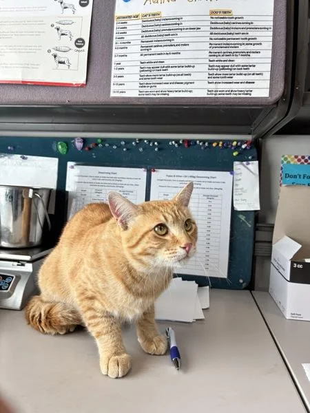 A young medium-sized male Domestic Short Hair cat named Little Dell for adoption in Salt Lake City, UT
