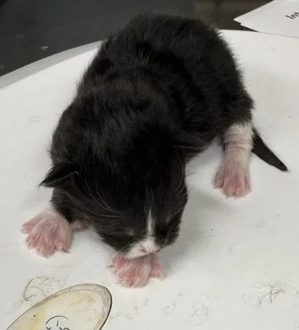 A baby medium-sized unknown Domestic Short Hair cat named Marshmellow for adoption in Gainesville, FL