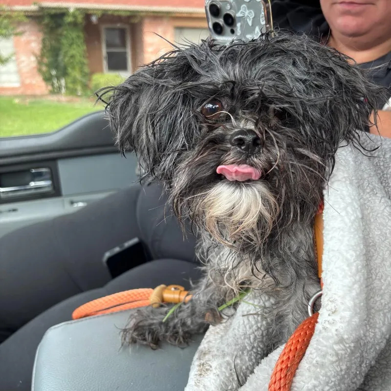 A baby small-sized male Black Shih Tzu dog named Dexter for adoption in Portland, TX