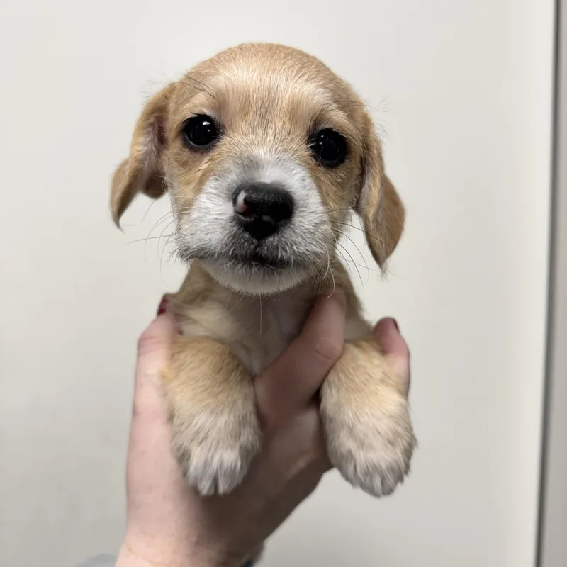 A baby small-sized male Terrier dog named Tarzan for adoption in Henderson, NV