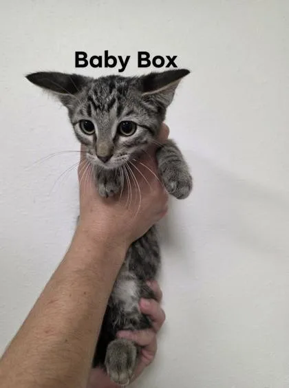 A baby medium-sized male Domestic Short Hair cat named Baby Box for adoption in Aberdeen, SD