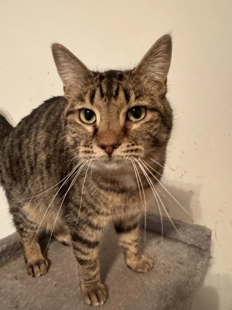 Lil Cece thumbnail 4